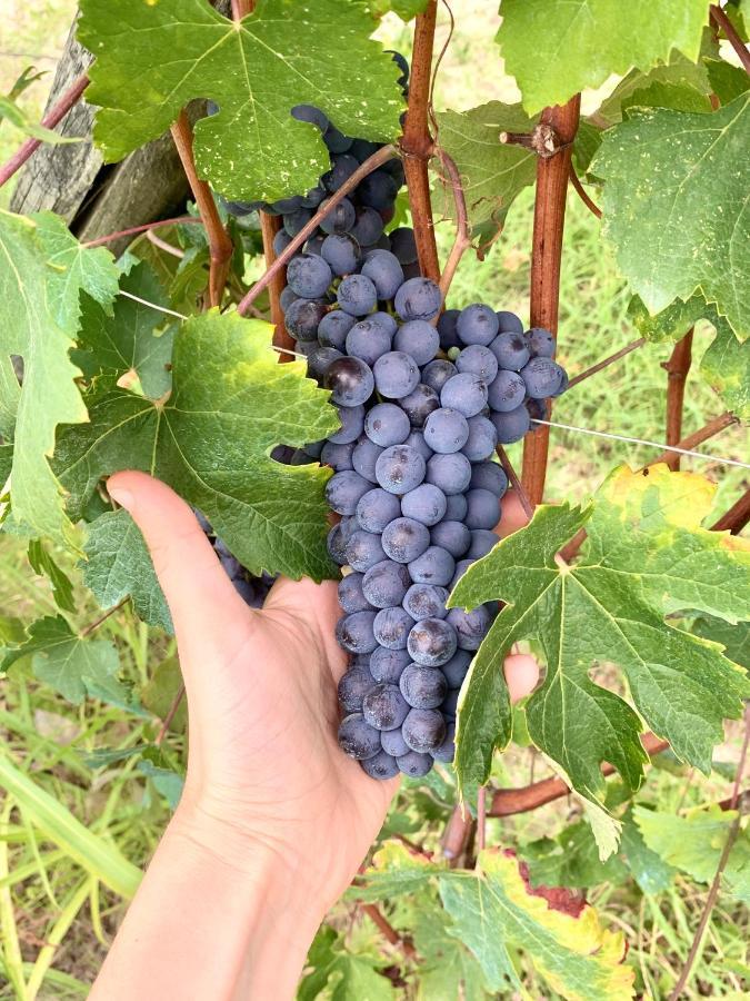 Agricola Domus Lägenhet Barolo Exteriör bild